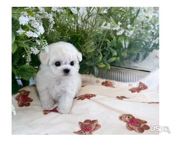 Mlaltese Puppies Available For Sale