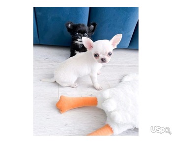 chuihaha puppies for sale Business Whatsapp ; +37256062792