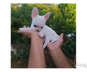 chuihaha puppies for sale Business Whatsapp ; +37256062792