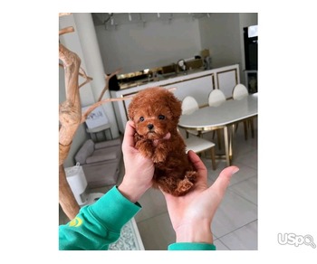 Beautiful poodle puppies Business Whatsapp ; +37256062792