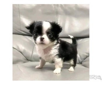 Chihuahua puppies for sale