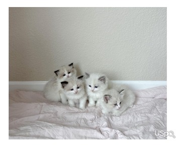 Male and Regdolls kittens For Sale