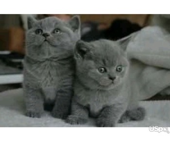 British shorthair kittens Business WhatsApp: +37256062792