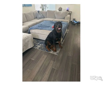 Rottweiler for Rehoming