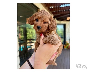 Cross Crossbreed cockapoo