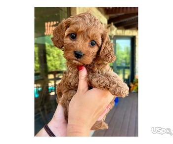 Cross Crossbreed cockapoo