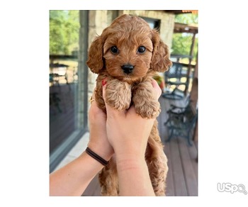 Cross Crossbreed cockapoo