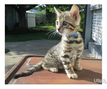 Purebred Bengal kittens for sale