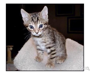 Purebred Bengal kittens for sale