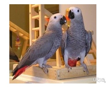 African greyhound parrots for sale