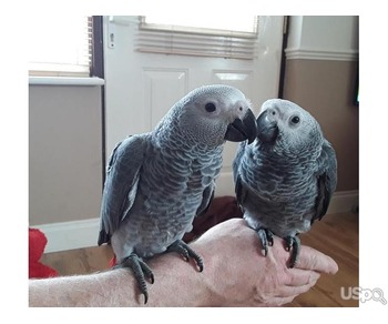 African greyhound parrots for sale