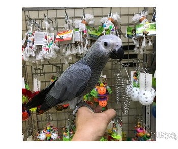 African greyhound parrots for sale