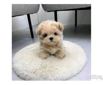 Adorable poodle puppy