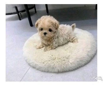 Adorable poodle puppy