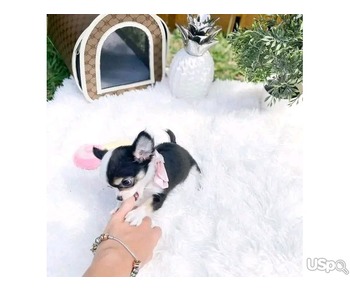 Cute and adorable teacup Chihuahua puppies available for sale