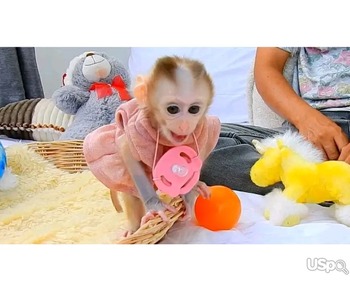 Pigtail Macaque monkeys for sale