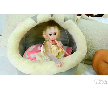 Pigtail Macaque monkeys for sale