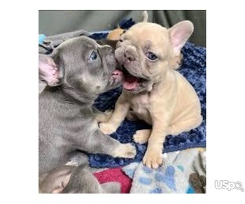 Adorable French bulldog puppies for adoption and for sale