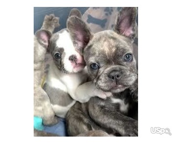 Adorable French bulldog puppies for adoption and for sale