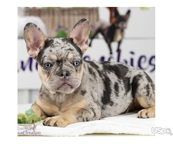 Adorable French bulldog puppies for adoption and for sale