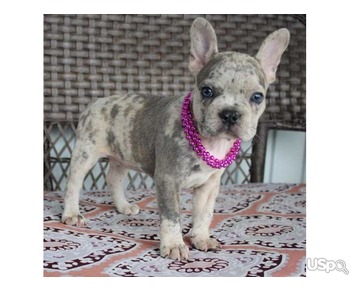 Outstanding pedigree French bulldog puppies for adoption