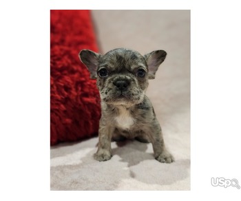 Outstanding pedigree French bulldog puppies for adoption