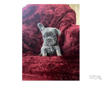 Outstanding pedigree French bulldog puppies for adoption