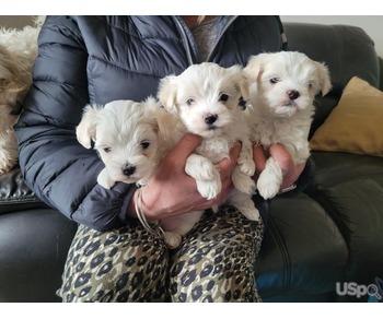 Maltese puppies for adoption