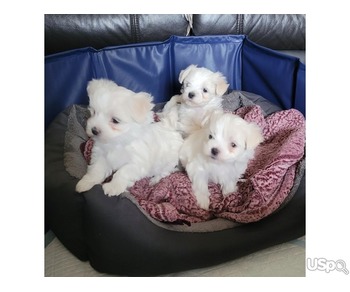 Maltese puppies for adoption