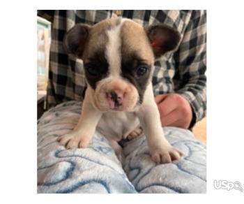 French bulldog puppies available for you