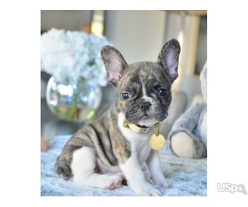 French bulldog puppies available for you