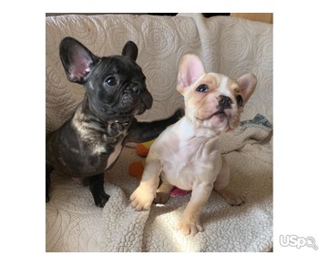 French bulldog puppies available for you