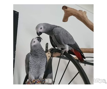 African greyhound parrots for sale