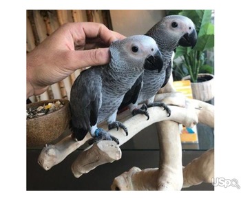 African greyhound parrots for sale