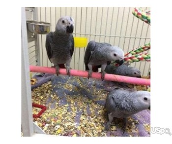 African greyhound parrots for sale