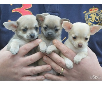 Teacup chihuahua puppies