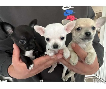 Teacup chihuahua puppies