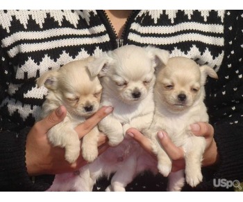 Teacup chihuahua puppies