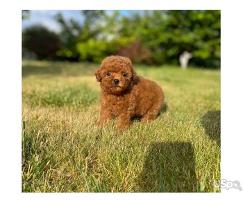 Mini apricot poodle for relocation