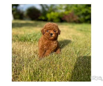 Mini apricot poodle for relocation