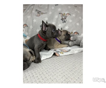 Super French Bulldogs For Sale