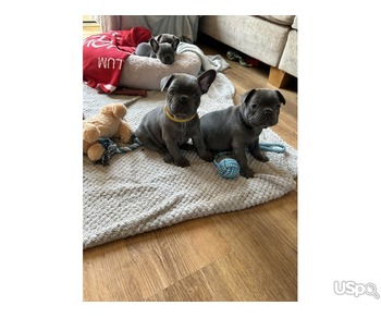 Super French Bulldogs For Sale