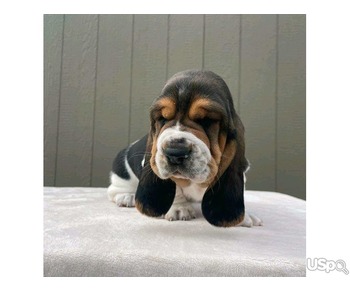 Bassethound puppies for adoption