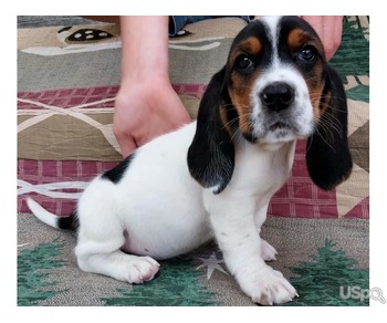 Bassethound adorable babies for adoption