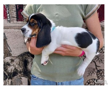 Bassethound adorable babies for adoption