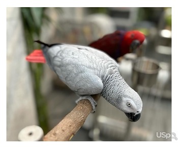 African grey parrots For Sale