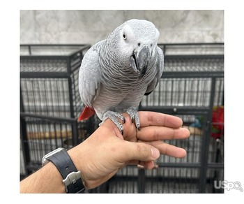 African grey parrots For Sale