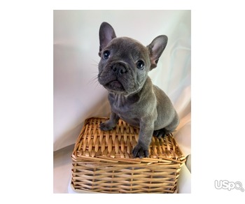 Adorable  French Bulldog Puppies