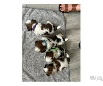 Shih Tzu Puppies For Sale