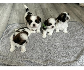 Shih Tzu Puppies For Sale